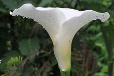 Zantedeschia hercules white for sale  CROMER