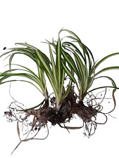 Spider plants grown for sale  Greensboro