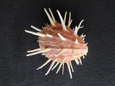 Spondylus regius. Philippines. 18 cm, used for sale  Shipping to South Africa