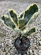 leaf fiddle fig 2 plants for sale  Miami
