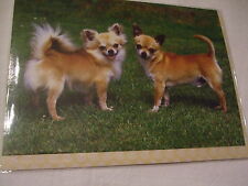 Carte chien chihuahua d'occasion  Troyes