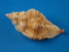 Murex (Pteropurpura) festiva, Great Pattern, 32.6mm, California Shell for sale  Shipping to South Africa