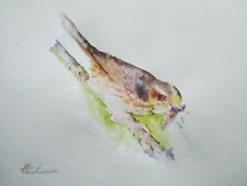 Flycatcher birds watercolor for sale  Granada Hills