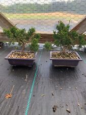Shimpaku juniper bonsai for sale  Louisburg