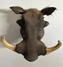 African warthog taxidermy for sale  Fort Lauderdale