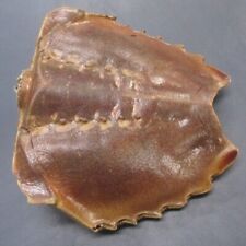 horseshoe crab shell for sale  Decatur