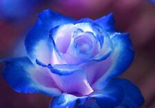Rosa double blue usato  Vercelli