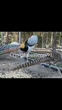 Lady amherst pheasant for sale  Marshallberg