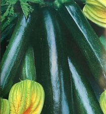 Organic courgette black for sale  SALISBURY