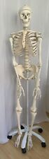 Menschliches skelett modell gebraucht kaufen  Stuttgart