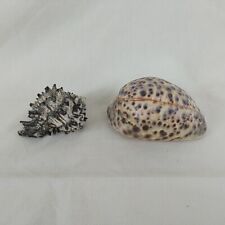 Vintage large cowrie for sale  SOUTHAMPTON