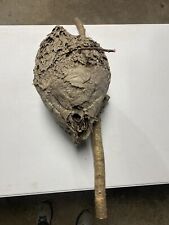 Paper wasp nest for sale  Hokah