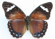 Butterfly female euphaedra for sale  Shipping to Ireland