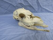 Whitetail deer skull for sale  Holland