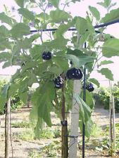 Solanum torvum 10.000 usato  Trappeto