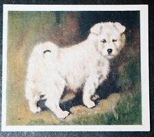 Samoyed puppy vintage for sale  DERBY