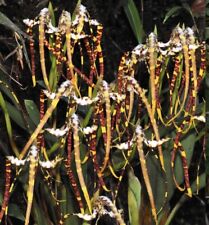 Maxillaria speciosa rare for sale  Pullman