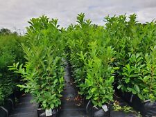Laurel instant hedging for sale  ORMSKIRK
