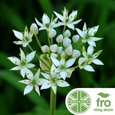 Flower wild garlic for sale  MANCHESTER
