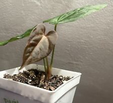 Anthurium dark phoenix for sale  El Paso