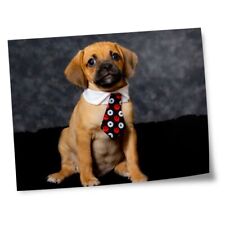 8x10 prints puggle for sale  SELBY