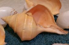 Australian Trumpet Syrinx Aruanus  XX Large  Seashell. 53 CM for sale  Shipping to South Africa