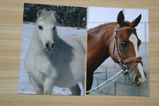 Used, 2 Horse Postcards Horse Postcard Cheval CPA Cavallo Pair AK Welsh Ponies for sale  Shipping to South Africa