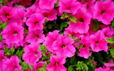 Surfinia petunia hot for sale  WORKSOP