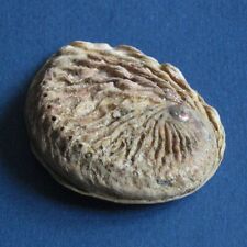 Haliotis midae South Africa 79mm Seashell Beauty, used for sale  Shipping to South Africa