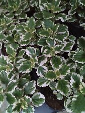 Plectranthus variegata grün gebraucht kaufen  Langenleuba-Niederhain