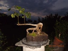 yamadori usato yamadori usato Spedire a Italy