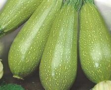 Courgette bolognese seeds for sale  RUGBY