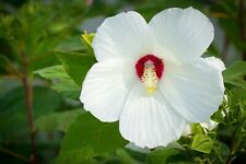 Graines hibiscus marais d'occasion  Clermont-Ferrand-