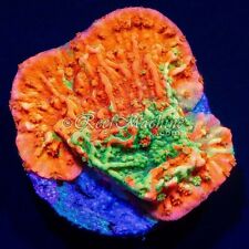 Grafted montipora monti for sale  ABERYSTWYTH