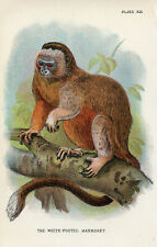 VINTAGE Natural History Print - The White-Footed Marmoset  #J927 for sale  Shipping to South Africa