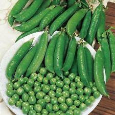 Suttons seeds pea for sale  Ireland