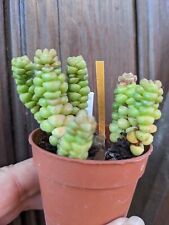 Crassula columella pot d'occasion  Cagnes-sur-Mer