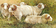 Dorset horn sheep for sale  COLNE