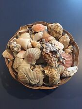 Sea shells gift for sale  Poolesville