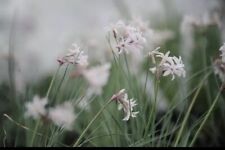 Tulbaghia violacea fairy for sale  MEXBOROUGH