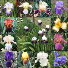 Bearded iris mixed for sale  Davis