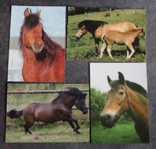 Postkarten huzule pferd gebraucht kaufen  Limburg