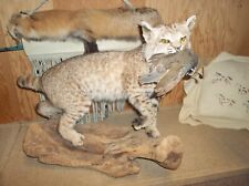 Mature bobcat quail for sale  Purcell