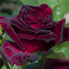 Rose black baccara for sale  PETERBOROUGH