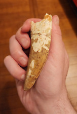 t rex tooth for sale  Cherry Hill