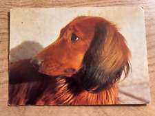 Postkarte hund langhaardackel gebraucht kaufen  Köln