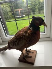 Taxidermy pheasant for sale  LEATHERHEAD