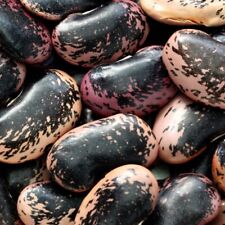 Scarlet runner bean for sale  Minneapolis
