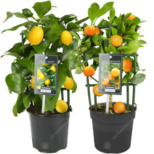 Lemon orange tree for sale  UK