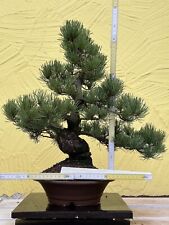 Joe bonsai jap gebraucht kaufen  Spiesen-Elversberg
